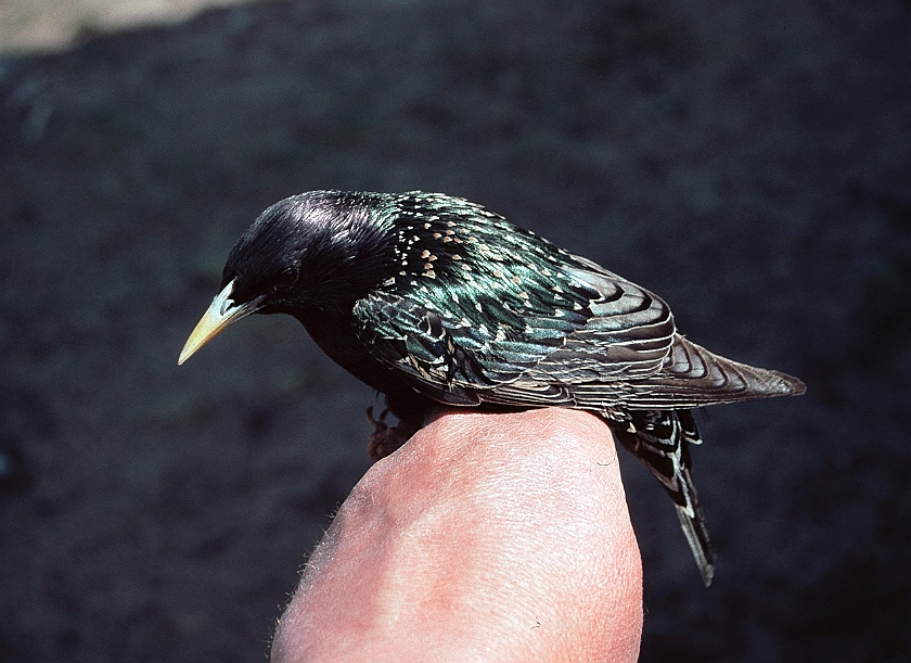 Common Starling, Skoge